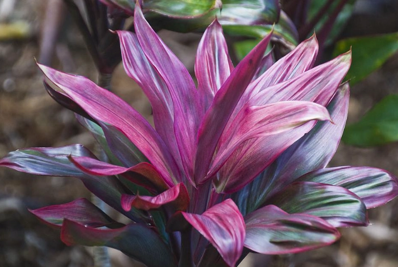 indoor ornamental plants