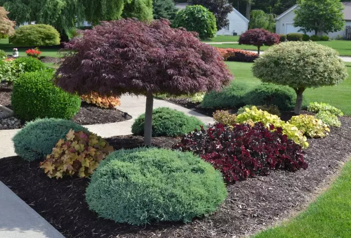 low maintenance landscaping plants