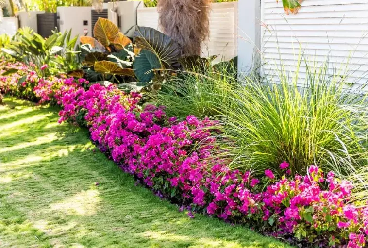 landscaping plants for front yard