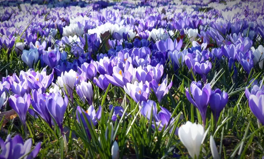 indoor ornamental plants