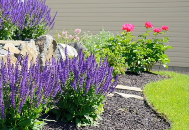 low maintenance landscaping plants