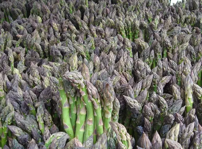 asparagus crown varieties asparagus crown varieties