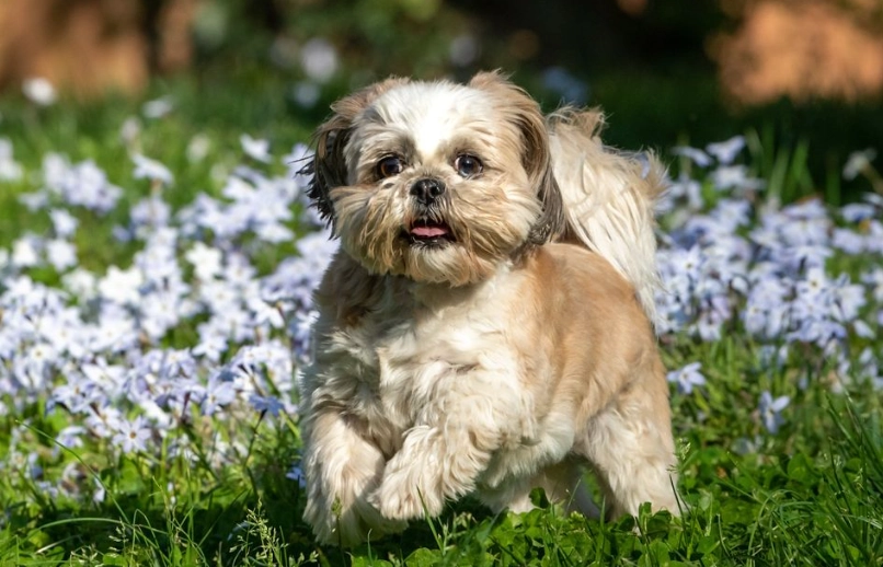 safe houseplants for cats and dogs safe houseplants for cats and dogs