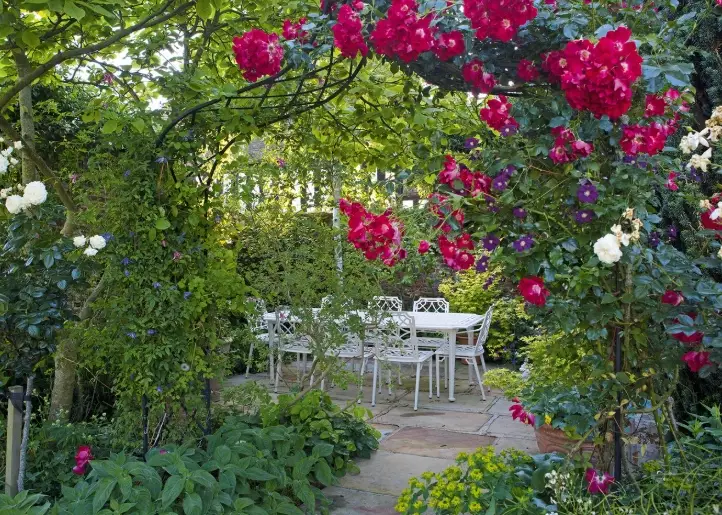 benefits of aromatic plants