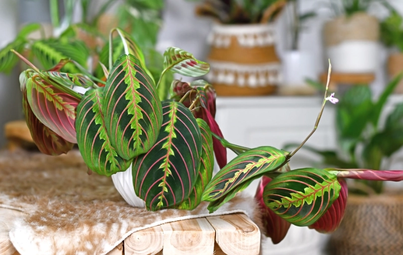 non toxic plants for pets non toxic plants for pets