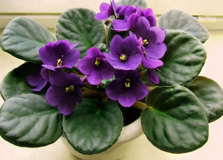 non toxic plants for kids non toxic plants for kids