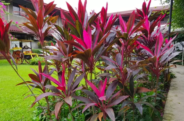 low maintenance ornamental plants