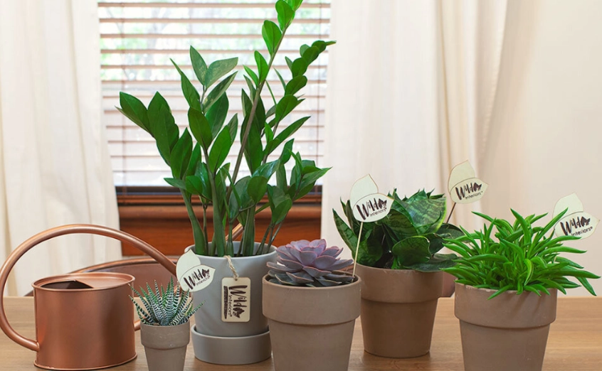 child safe indoor plants child safe indoor plants