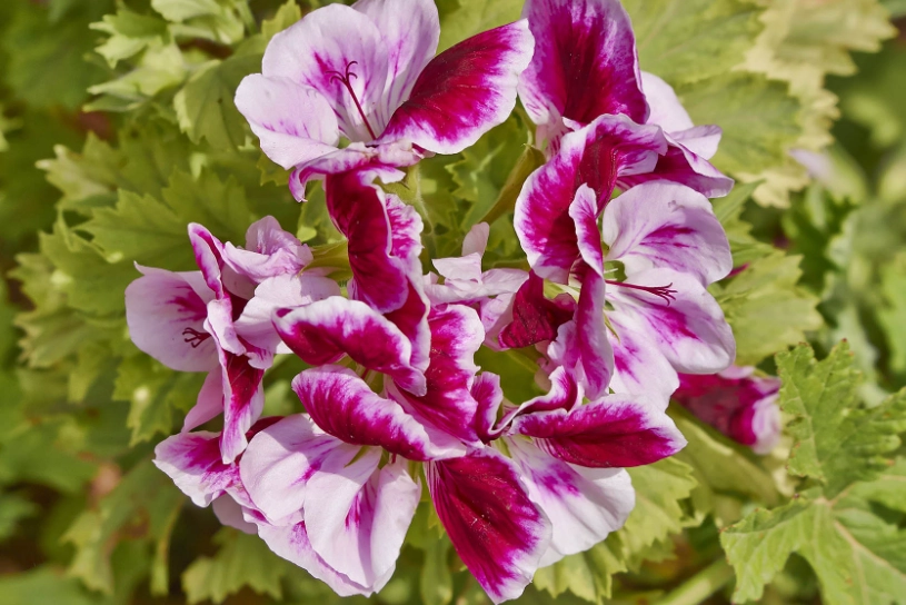 how to grow aromatic plants