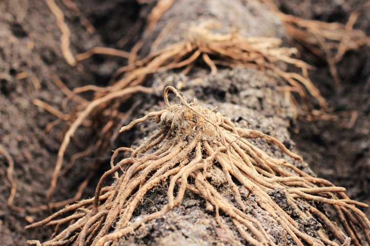 asparagus crowns for sale asparagus crowns for sale