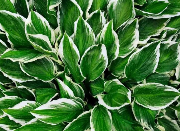 low maintenance ornamental plants