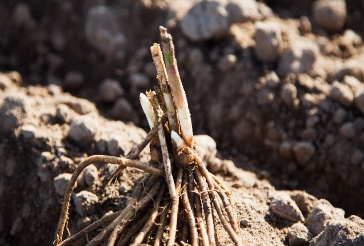 asparagus crowns for sale asparagus crowns for sale