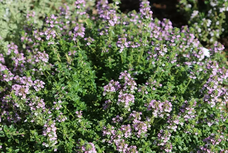 benefits of aromatic plants