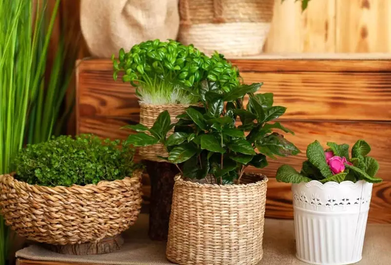 how to grow aromatic plants