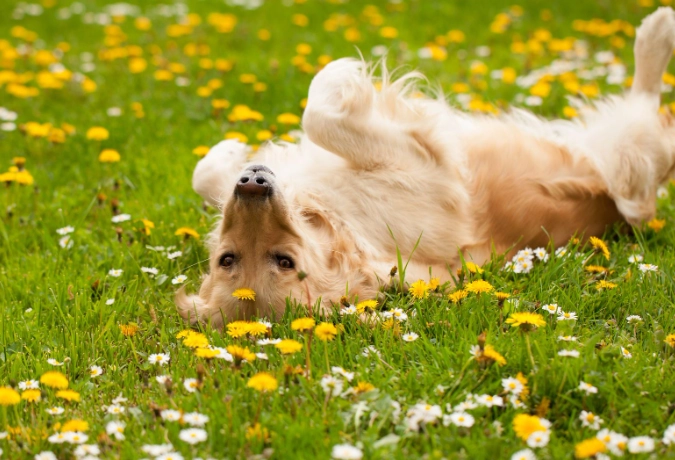 safe houseplants for cats and dogs safe houseplants for cats and dogs