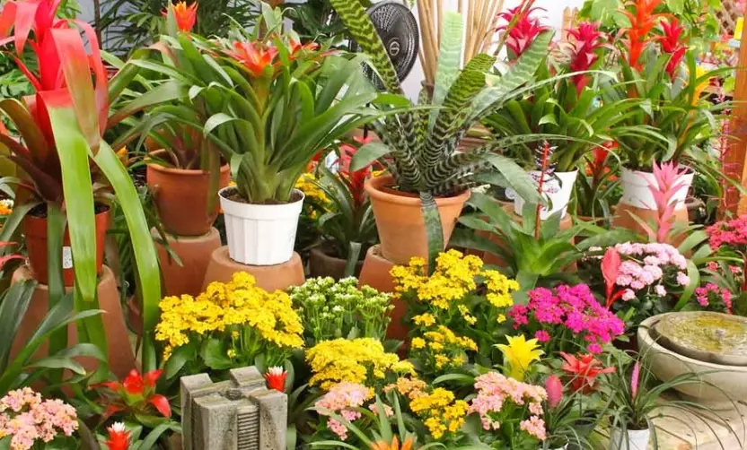 indoor ornamental plants