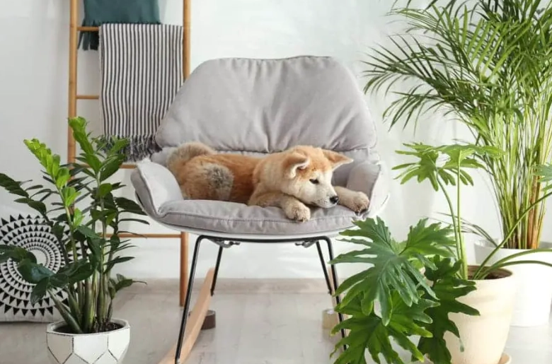 non toxic plants for pets non toxic plants for pets