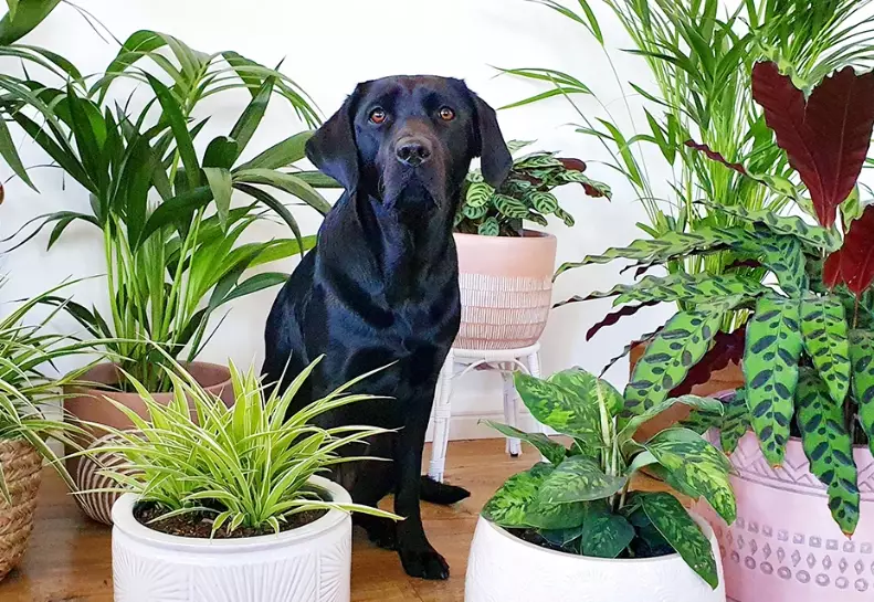 non toxic plants for pets non toxic plants for pets