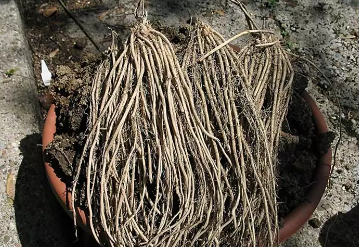 asparagus crown varieties asparagus crown varieties