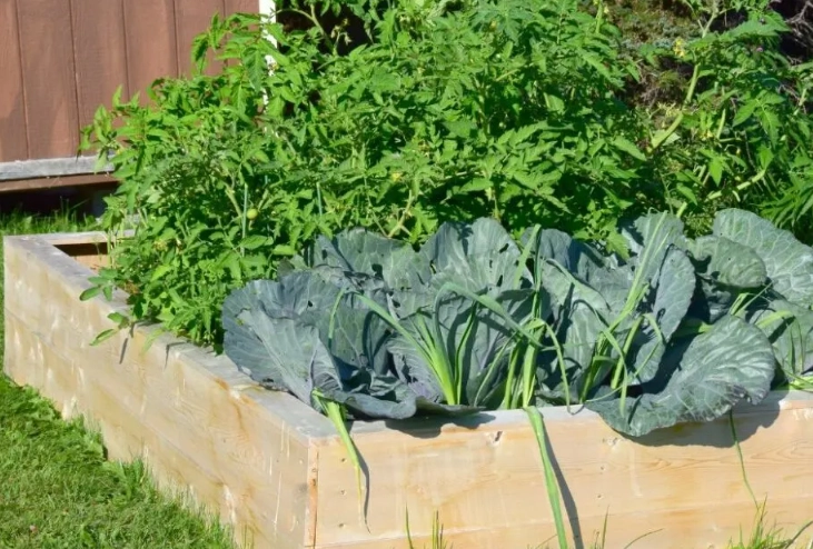 cons of raised garden beds