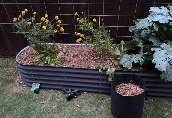raised bed gardening problems