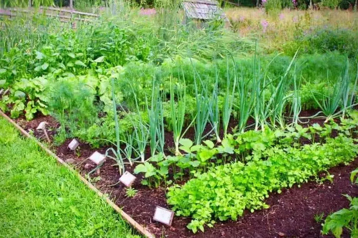 growing vegetables in raised beds