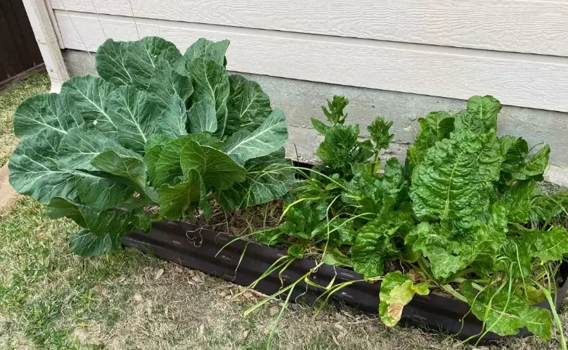 disadvantages of raised garden beds