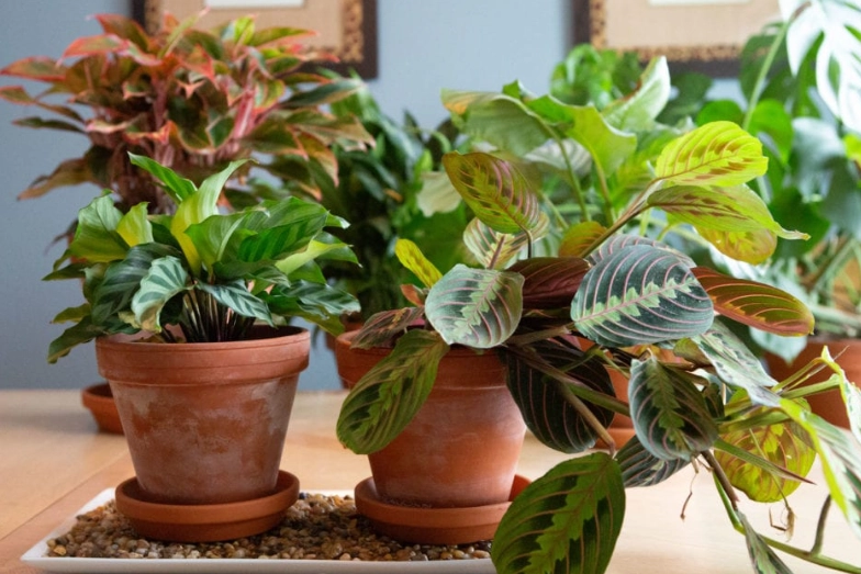 plant humidity guide