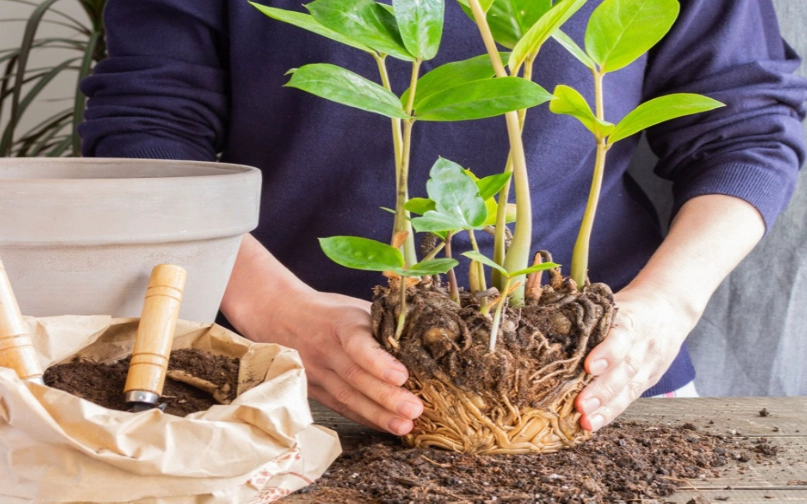 how to repot a plant