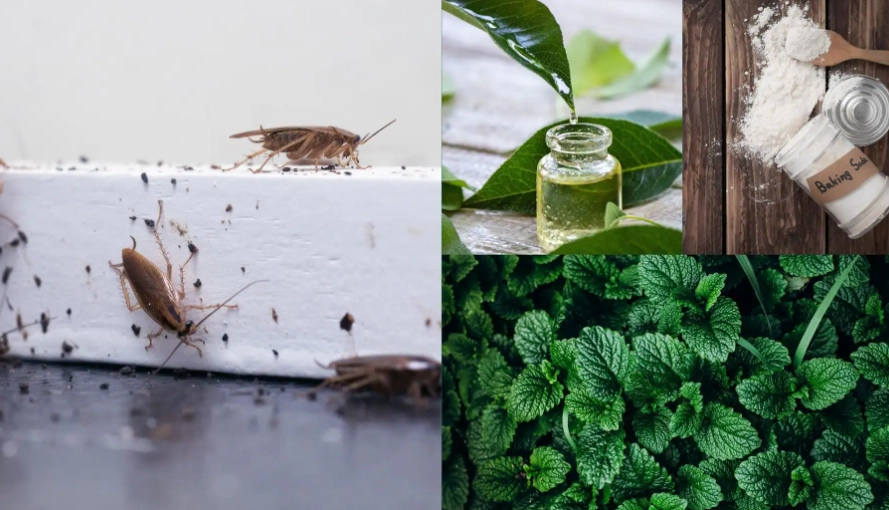 natural pest control