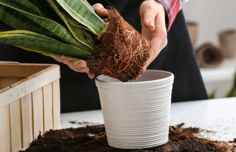best soil for repotting plants
