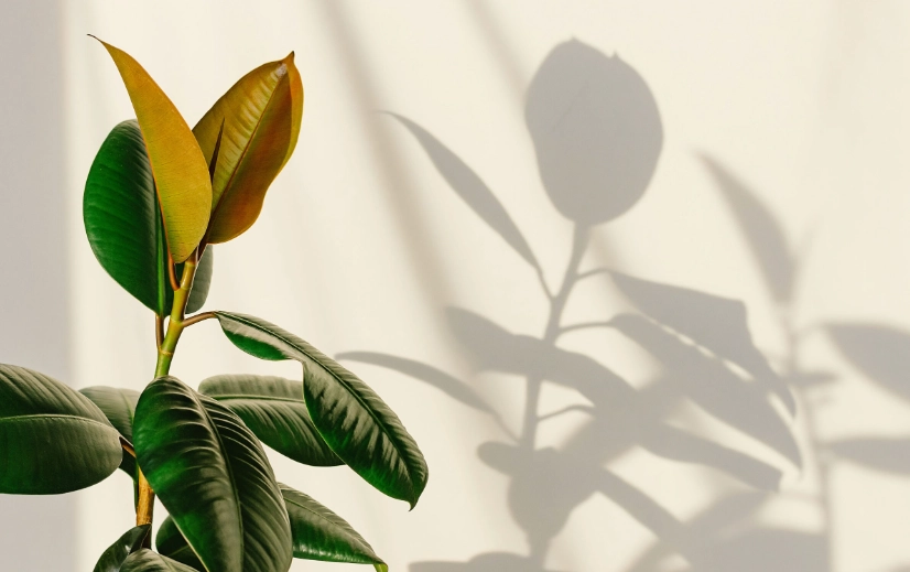 grow lights for plants grow lights for plants