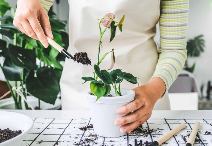 how to repot a plant