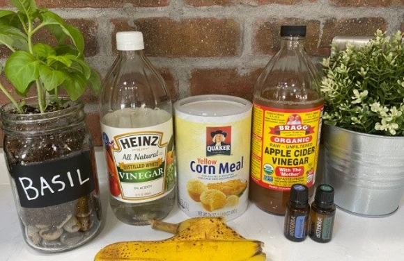 natural pest control