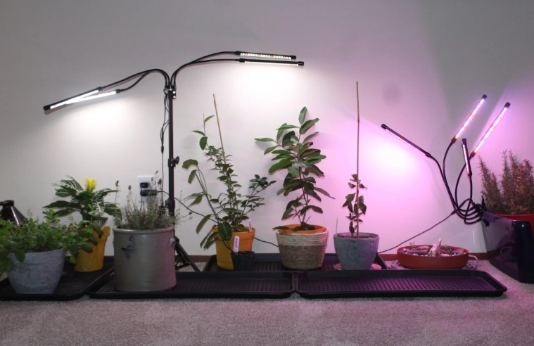 low light plants low light plants