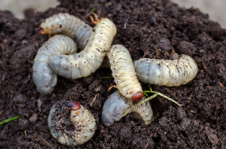 common garden pests
