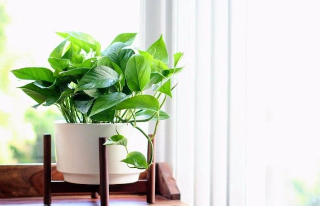 grow lights for plants grow lights for plants