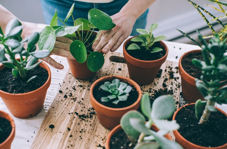 best soil for repotting plants