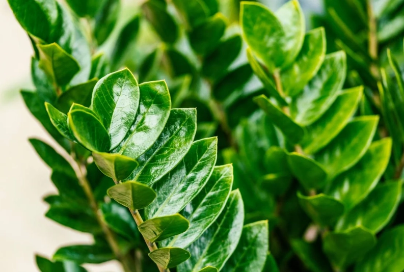 low light plants low light plants