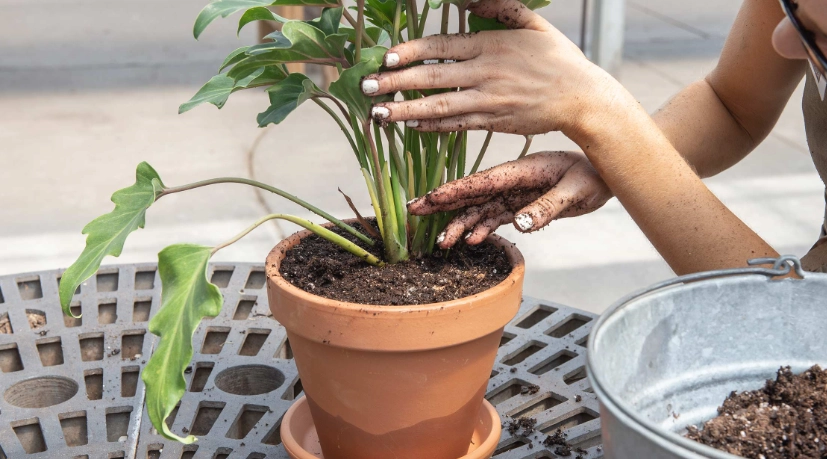 best soil for repotting plants