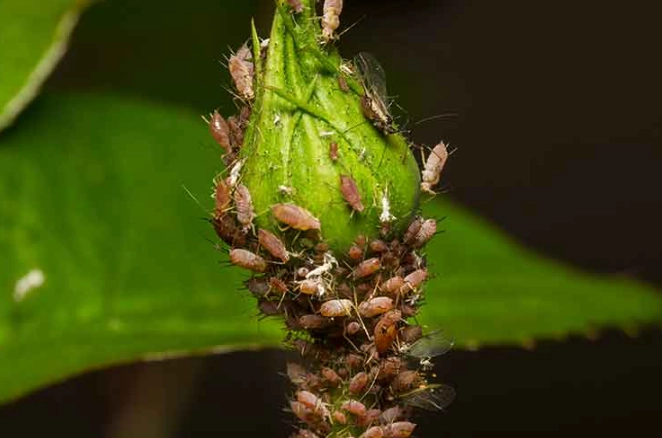 how to identify garden pests