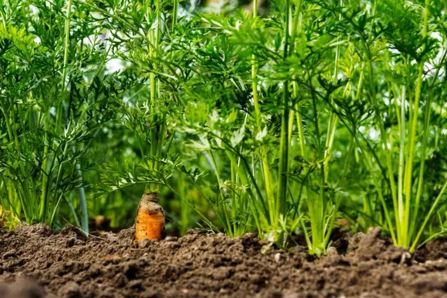 carrot gardening tips