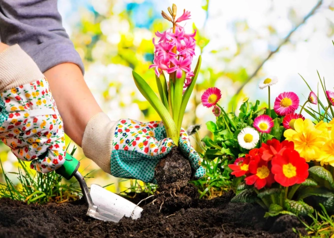 flower planting for beginners