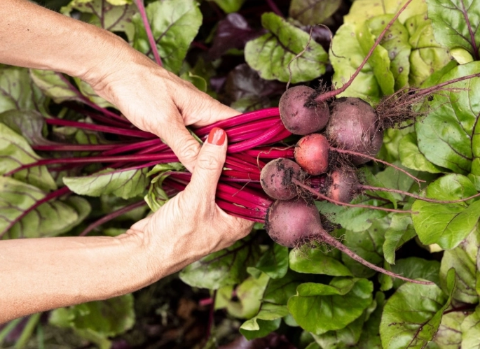 when to plant beets