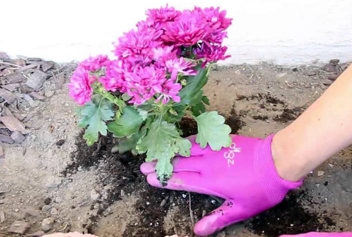 flower planting for beginners