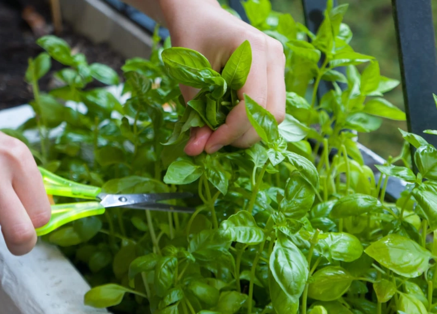 how to grow basil