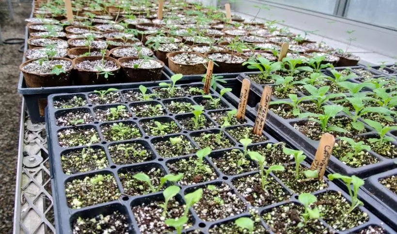 seed starting for beginners seed starting for beginners