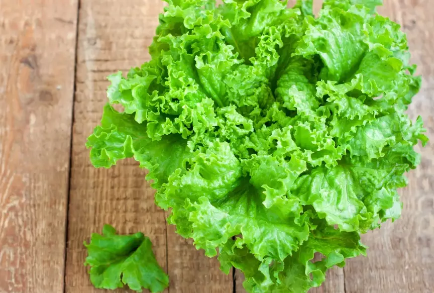 growing leaf lettuce