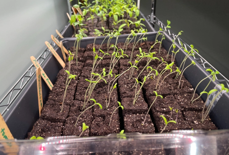 starting seeds indoors starting seeds indoors