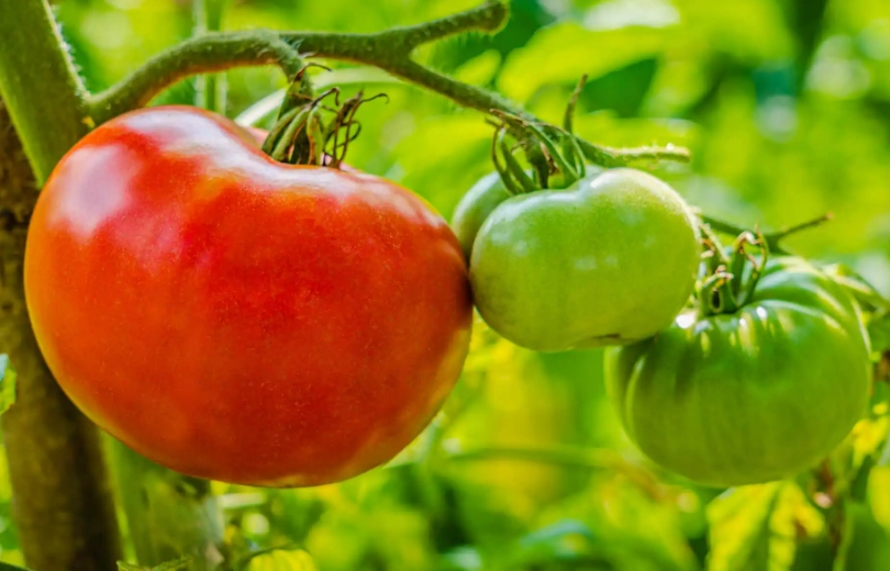 how to tell if a tomato is ripe